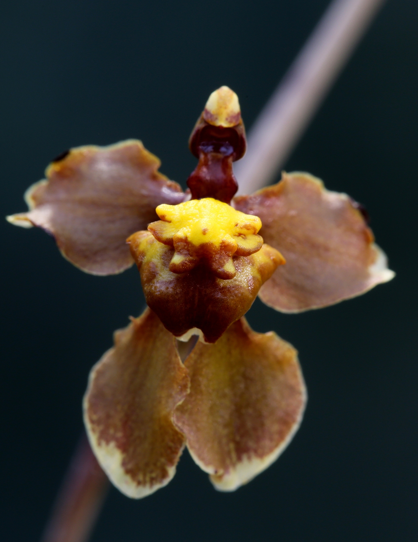 Cyrtochilum flexuosum Kunth 2