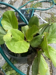Bergenia crassifolia