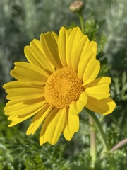Glebionis coronaria