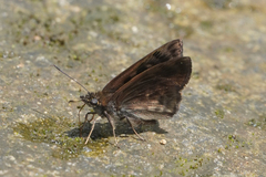 Pachyneuria duidae
