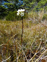 Gentianella corymbifera gracilis