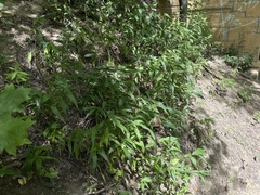 Dichanthelium boscii