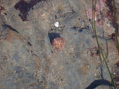 Calliostoma tricolor