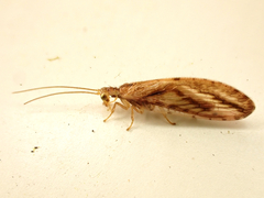 Micromus bifasciatus