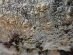 Radulomyces confluens