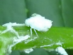 Flatormenis proxima