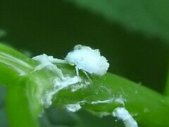 Flatormenis proxima
