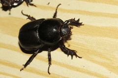 Diloboderus abderus