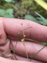 Pectiantia pentandra