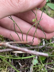 Pectiantia pentandra