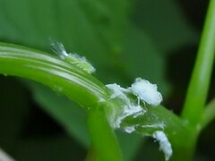 Flatormenis proxima