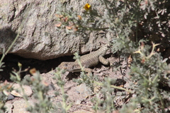 Liolaemus valdesianus