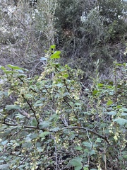 Ribes indecorum