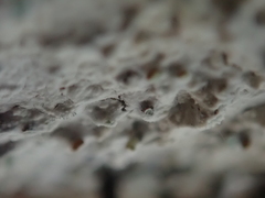 Radulomyces confluens