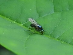 Ethiromyia violacea
