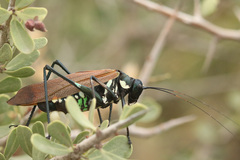 Scaphura elegans