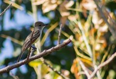 Myiarchus tyrannulus