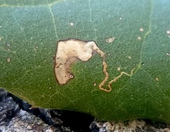 Stigmella variella