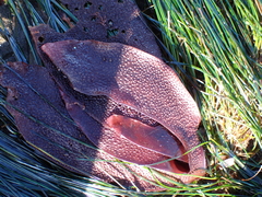 Chondracanthus exasperatus