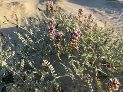 Astragalus magdalenae
