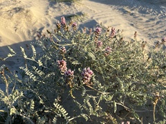 Astragalus magdalenae