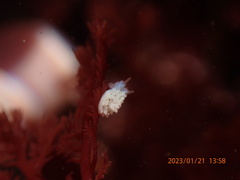 Aegires albopunctatus