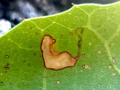 Stigmella variella