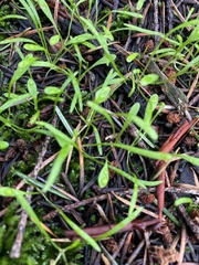 Claytonia perfoliata