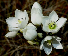 Gentianella corymbifera gracilis