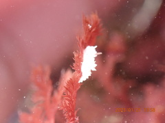 Aegires albopunctatus