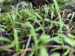 Claytonia perfoliata