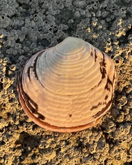 Semele decisa