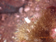 Aegires albopunctatus