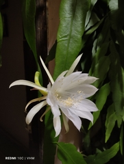 Epiphyllum