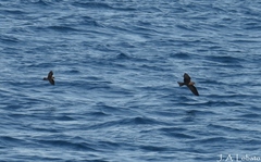 Hydrobates microsoma