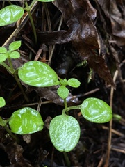 Nemophila parviflora