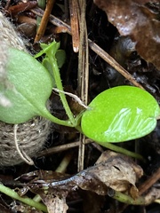 Nemophila parviflora
