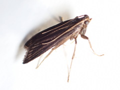 Cryptoses choloepi
