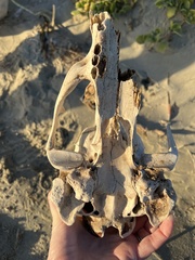 Zalophus californianus