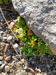 Azorella hydrocotyloides