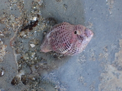 Acanthinucella punctulata