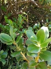Coprosma serrulata