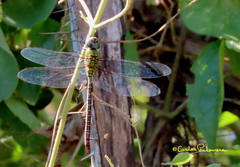 Coryphaeschna adnexa