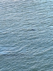 Phoca vitulina