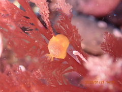 Doriopsilla gemela