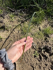 Dipterostemon capitatus