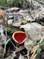 Sarcoscypha austriaca