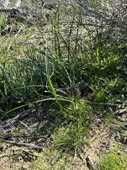 Dipterostemon capitatus