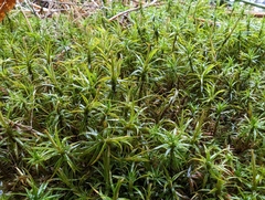 Polytrichastrum alpinum