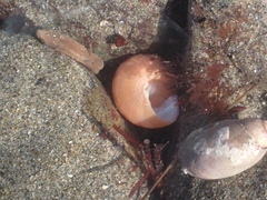 Calliostoma gloriosum